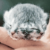 kittenx2.gif