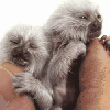 tinymonk.gif