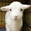 lamb.jpg