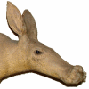 aardvark.gif