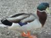 duck20110324jr.jpg