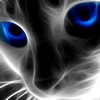 blue cat source.jpg