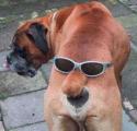 DogDisguise.jpg