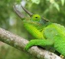reptile.jpg