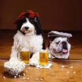 BarDogs.jpg