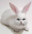 catrabbit.jpg
