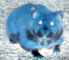 hamsterr.jpg