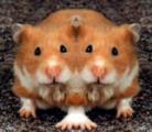 twinhamsters.jpg
