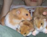 hamsters.jpg