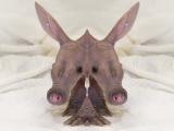 two-head-baby-aardvark.jpg