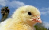 chick.jpg