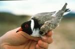 birdinhand.jpg