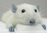 rat.jpg