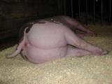 pig-butt.jpg