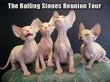 rollingstones_cats.jpg