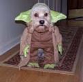 YodaDog.jpg
