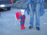 SpiderDog.jpg