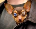 Eyes.jpg