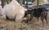 CamelSmell.jpg