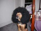 Afro.jpg