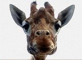 giraffe.gif