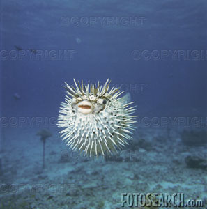 blowfish.jpg