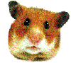 hamster-face-2a.gif