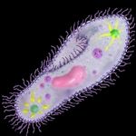 small-paramecium.jpg