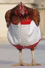 chicken-suit.jpg