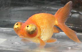 CelestialGoldfish.jpg