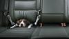 dog in speeding car.jpg