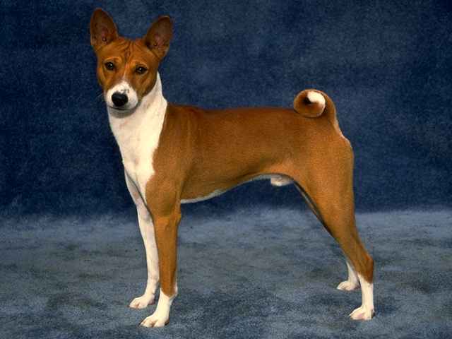 basenji.jpg