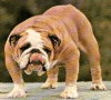 Bulldog_stare.bmp