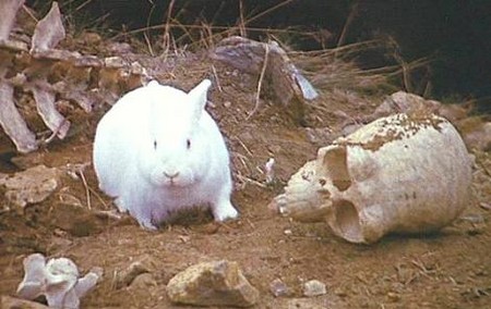 Killer Rabbit.jpg