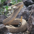 rattlesnake-bh-115dk.jpg