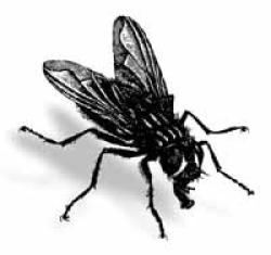 housefly.jpg