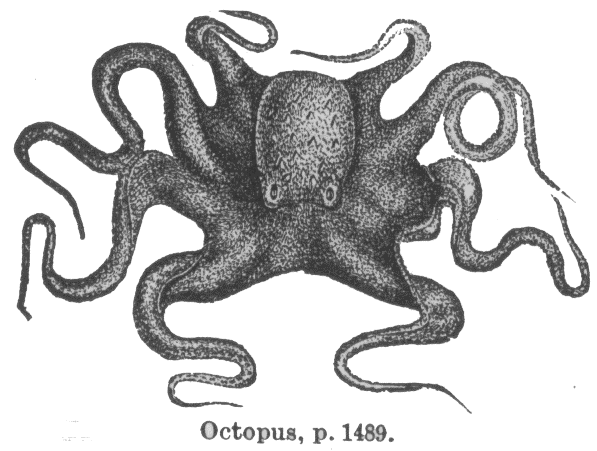 octopus.gif