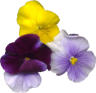 pansies_thumbnail.jpg