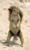 A Squirrel and his Nuts!.bmp