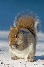 gray squirrel.jpg