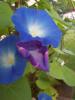 morningglories 005.jpg