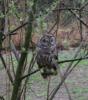 OWL-Crop-IMG_8206.JPG