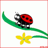 ladybug.gif