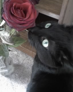 GIZ SMELLING THE ROSES.jpg