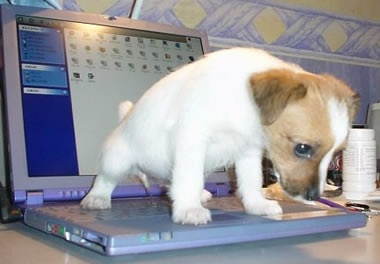 pc_puppy.jpg