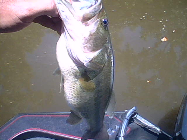 creek bass july 5-08.jpg