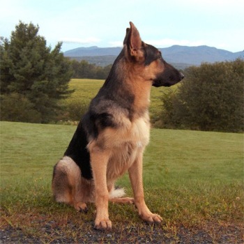 germanshepherd_newton.jpg