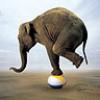 Elephant-On-A-Beachball.jpg