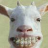 Goat-with-Braces.jpg