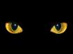 Cats-eyes.jpg